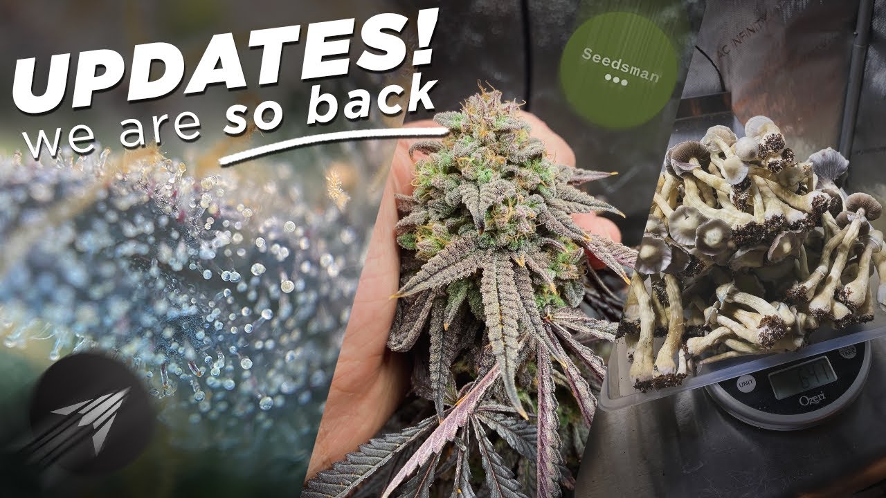 Content, Collabs, & More - WHAT'S NEXT for Hyperactive Highs?