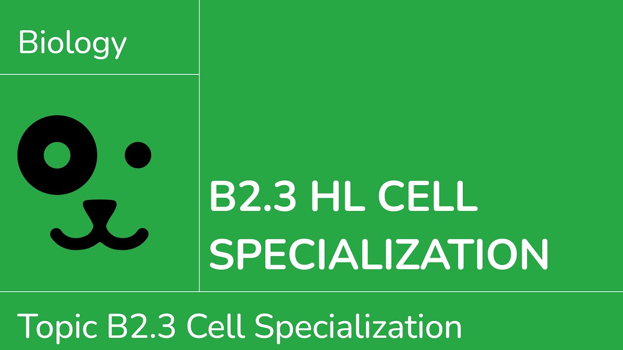 B2.3 HL Cell Specialisation [IB Biology HL]