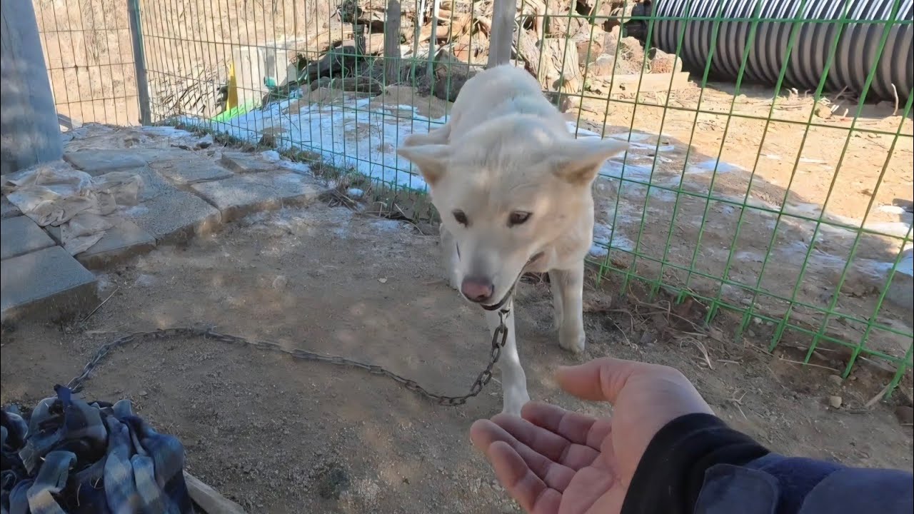 저돌적인 개와 저돌적인 개의 견사 안에 나타난 불쌍한 개