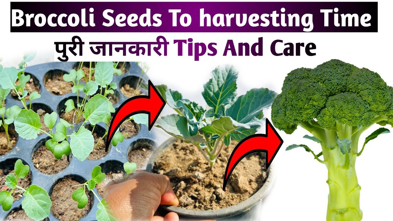 सर्दियो में ब्रोकली के पौधे में क्या कुछ डाले | Broccoli Plant Tips | Broccoli | Kitchen Gardening |