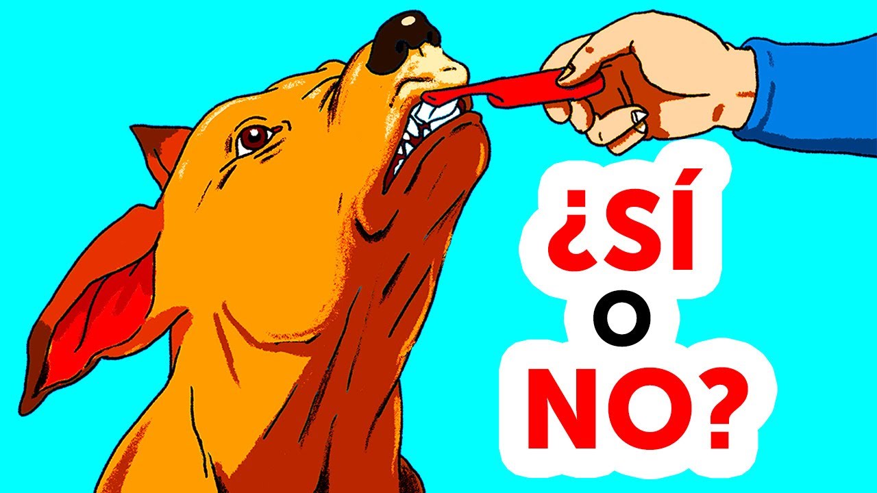 Si le sigues haciendo estas 30 cosas a tu perro, detente ahora