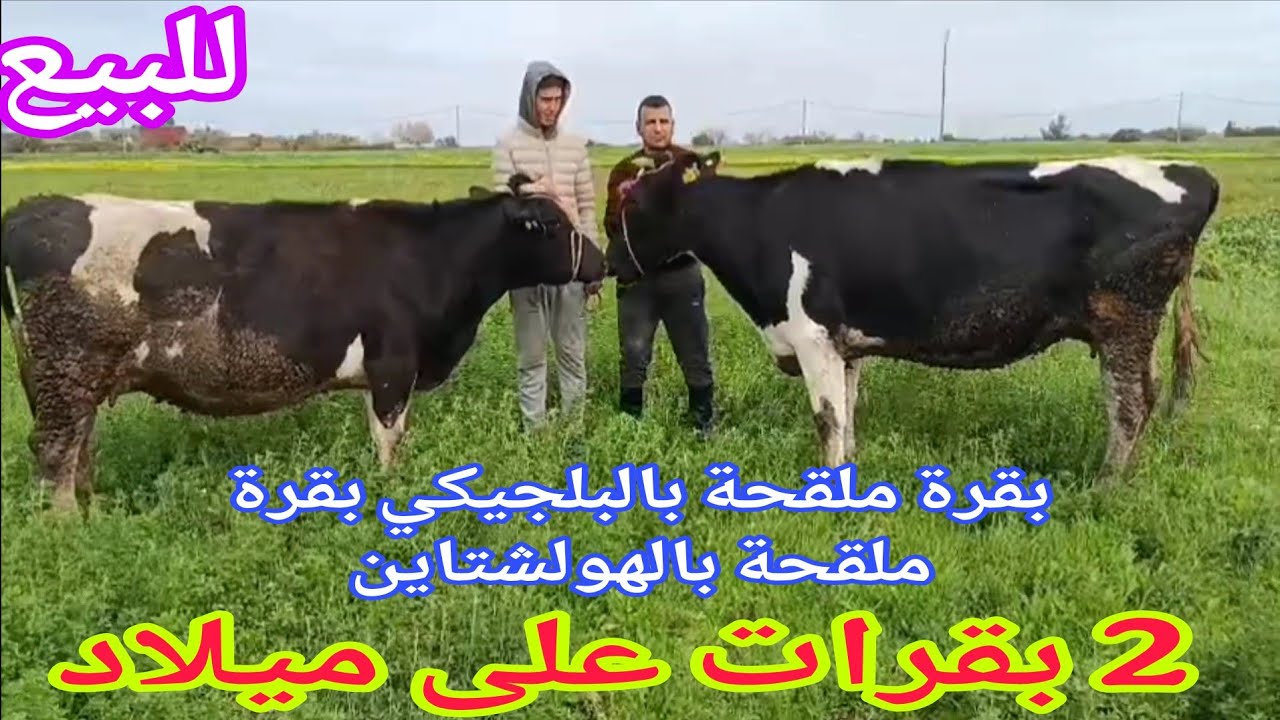 تباااارك الله 💫2 بقرات على ميلاد 1 ملقحة بالبلجيكي  06.30.35.45.71📞 ألو سي عصام نواحي الغرب🇲🇦 
