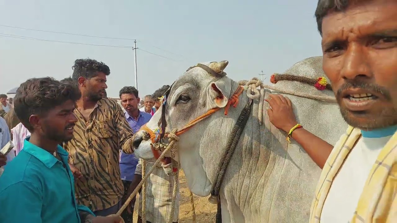 పెబ్బేరు ఎద్దుల మార్కెట్లో  పెద్ద కోడె కొనుగోలు వ్యాపారం ఎలా నడుస్తుందో చూడండి | Ongole Bull 🐂 price