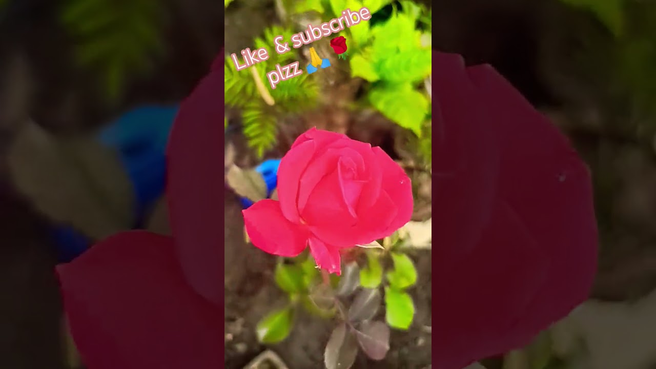 gajari colour / carrot colour # rose flower plant # nature # trending youtube short video #☘️🌹🌹☘️🥰🩷