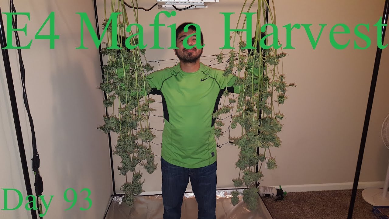 Calivetgrown E4 Mafia Harvest Day 93