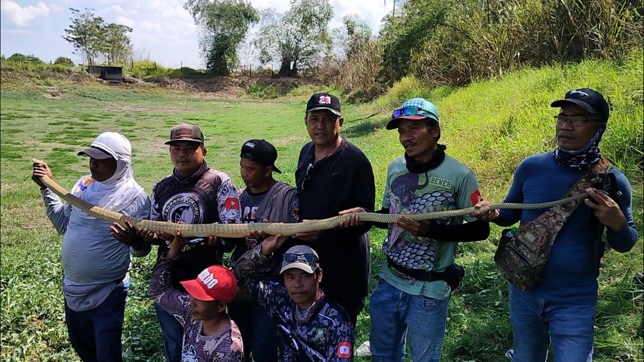 Isang makamandag na king cobra sanib pwersa hunuli ng mga snake hunters
