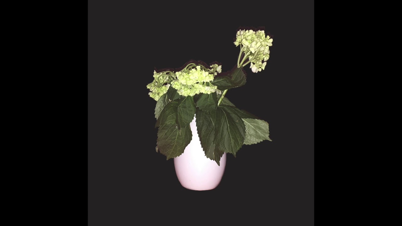 sjowgren - beginners