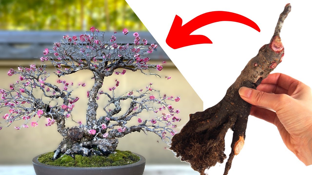 Altering garden tree into bonsai (extreme makeover)