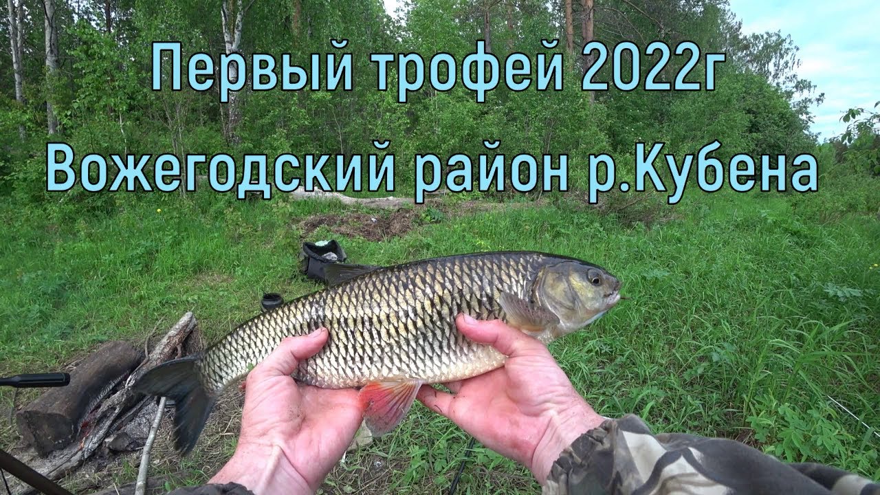 Рыбалка на донку. Кубена, июнь 2022.