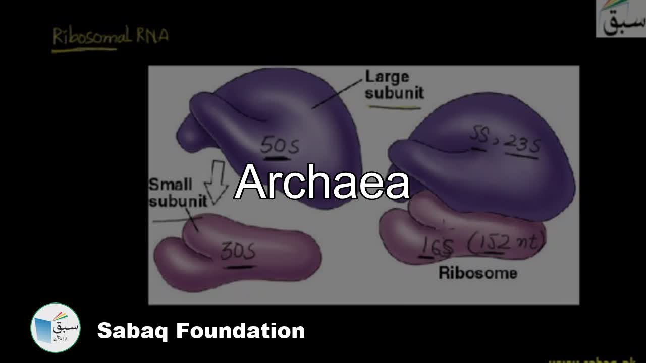 Features of Archaea, Biology Lecture | Sabaq.pk