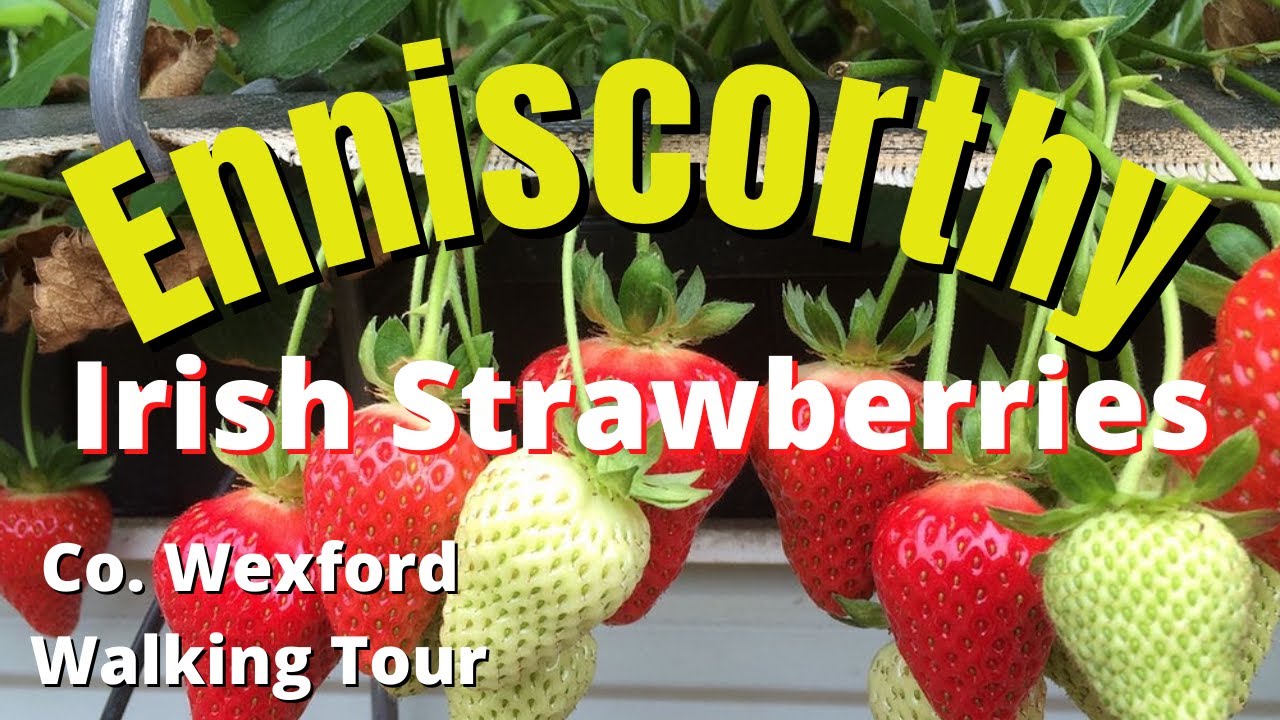 Enniscorthy, Wexford Ireland | The Village at Wheelocks | Strawberry Picking | Driving & Walk Tour