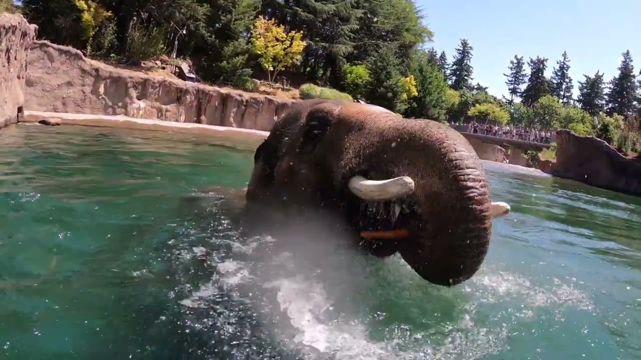 Asian Elephant Samudra Turns 15