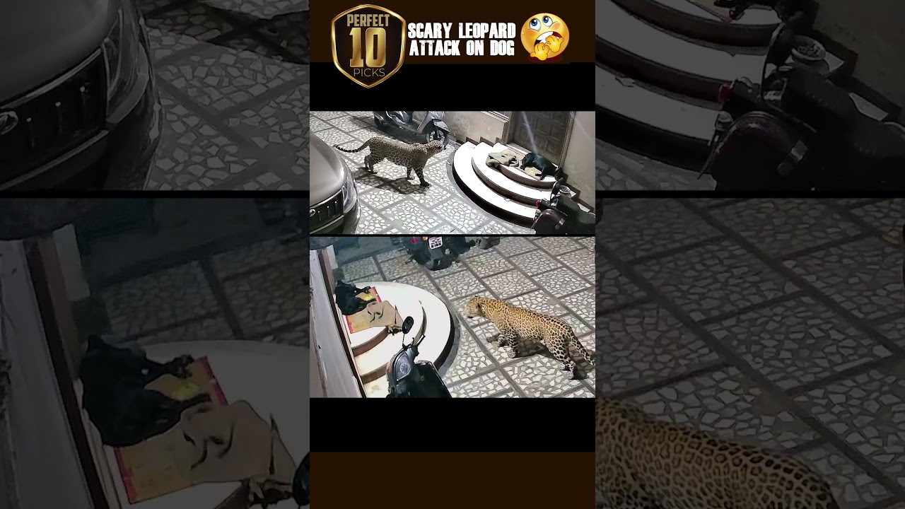 Close Call: Brave Dog Escapes Sneaky Leopard Attack! 🐆🐕