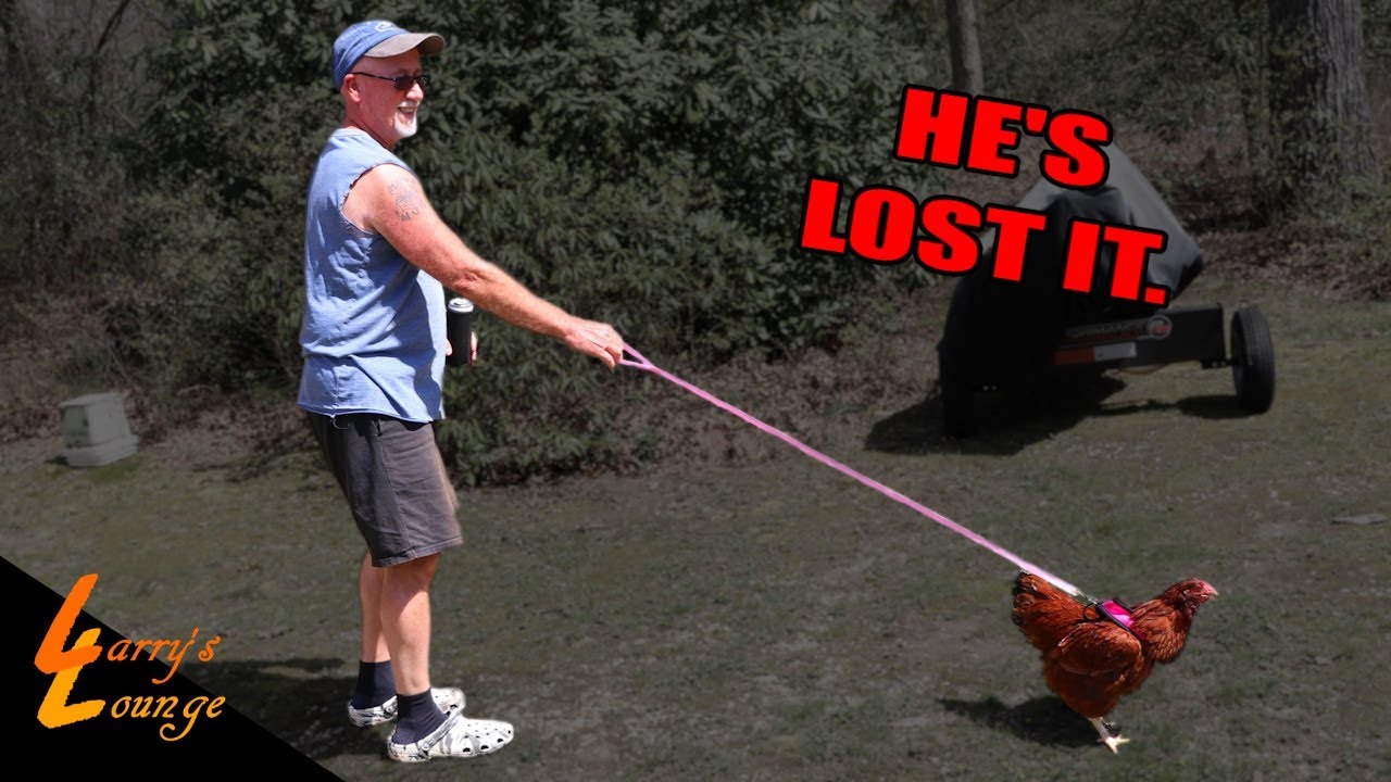 He's Walking His Chickens?!