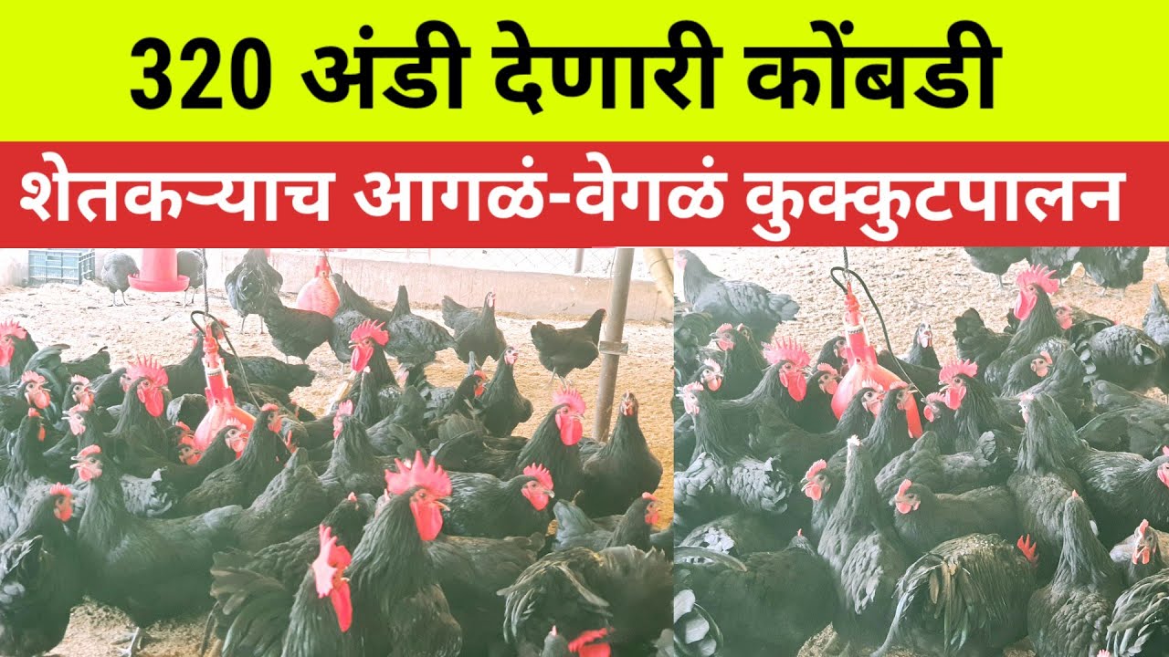 ऑस्ट्रेलियाची कोंबडी महाराष्ट्रात @Pravas1994