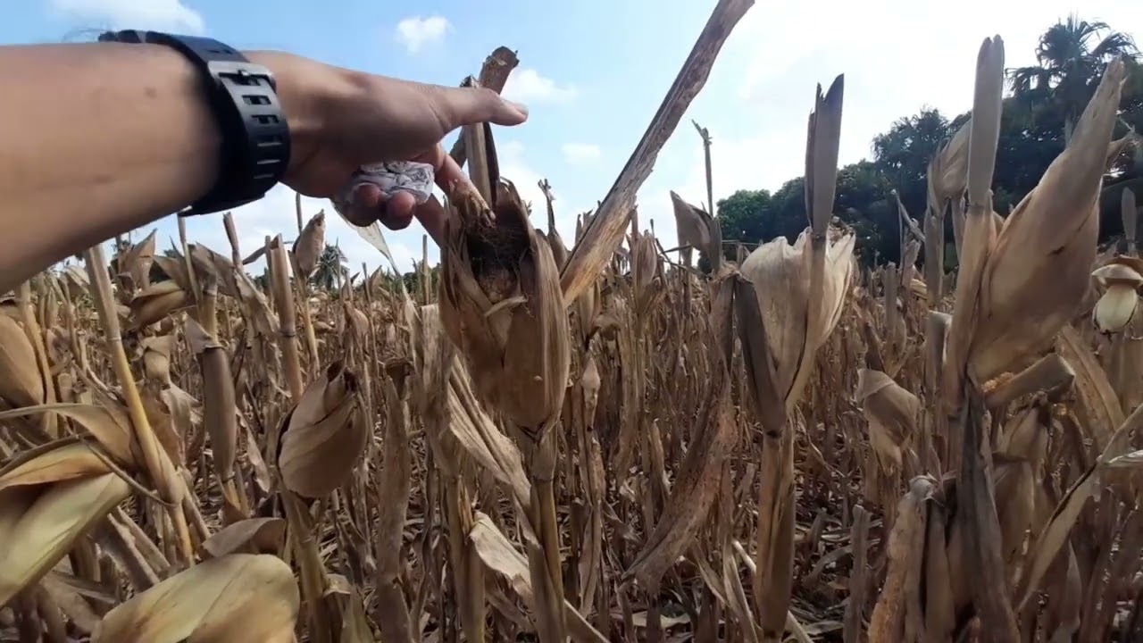 CORTANDO LA ESPIGA GANAS TIEMPO EN LA COSECHA DE MAIZ