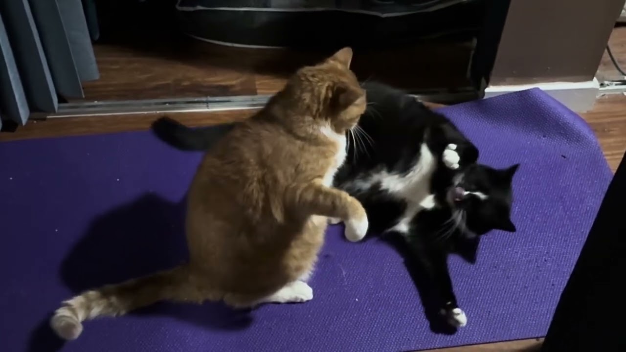 #CatWrestling — early #March2026 