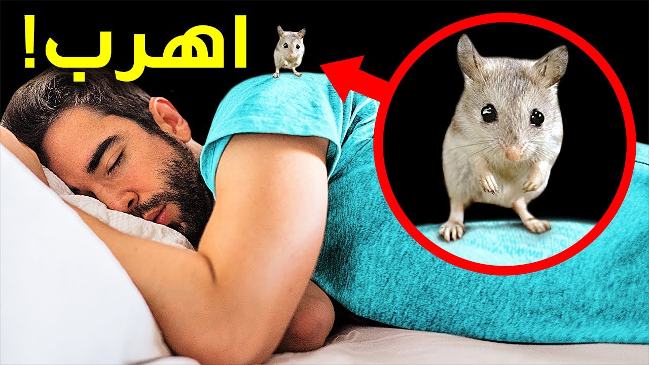 اهرب لو اقترب منك لأنه ليس فأرًا لطيفًا