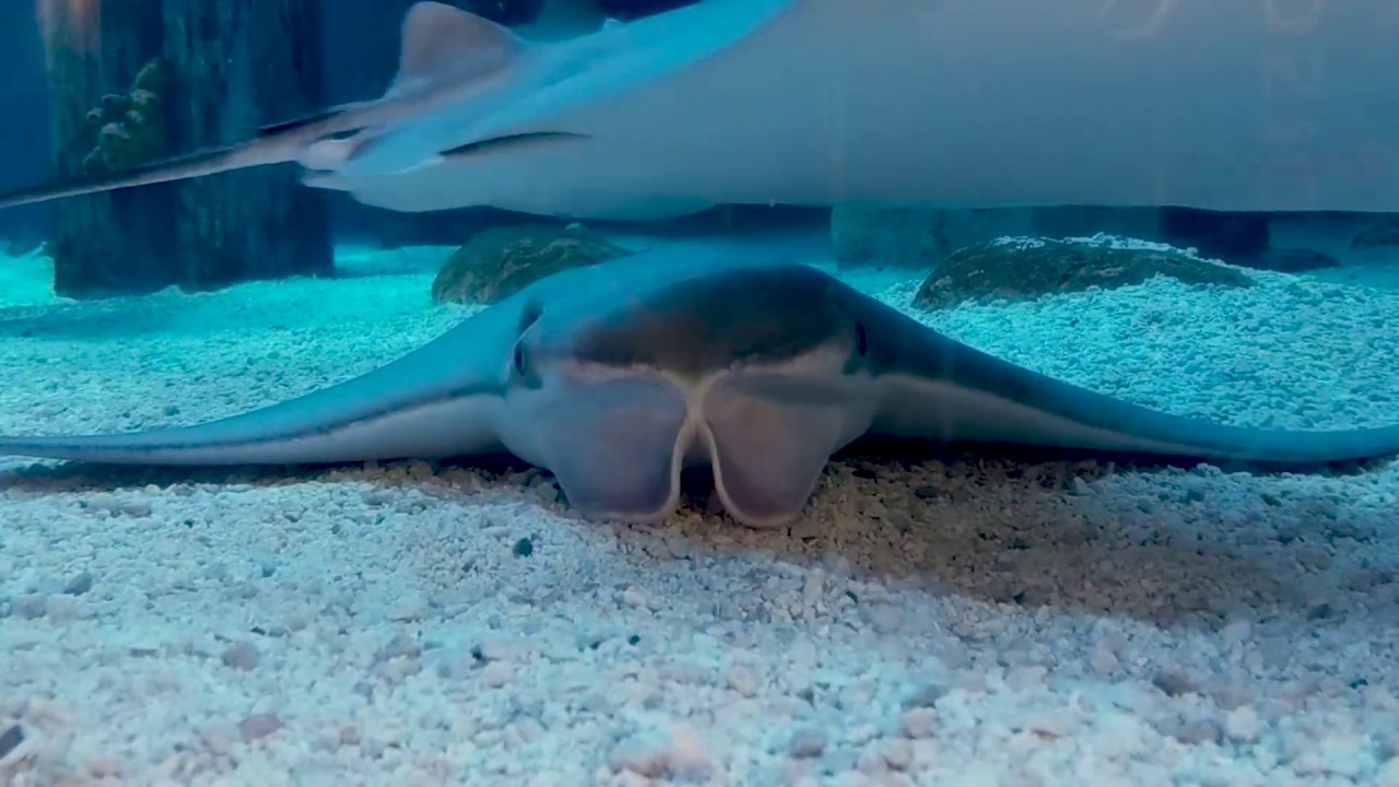 60 Seconds of Science: Countershading