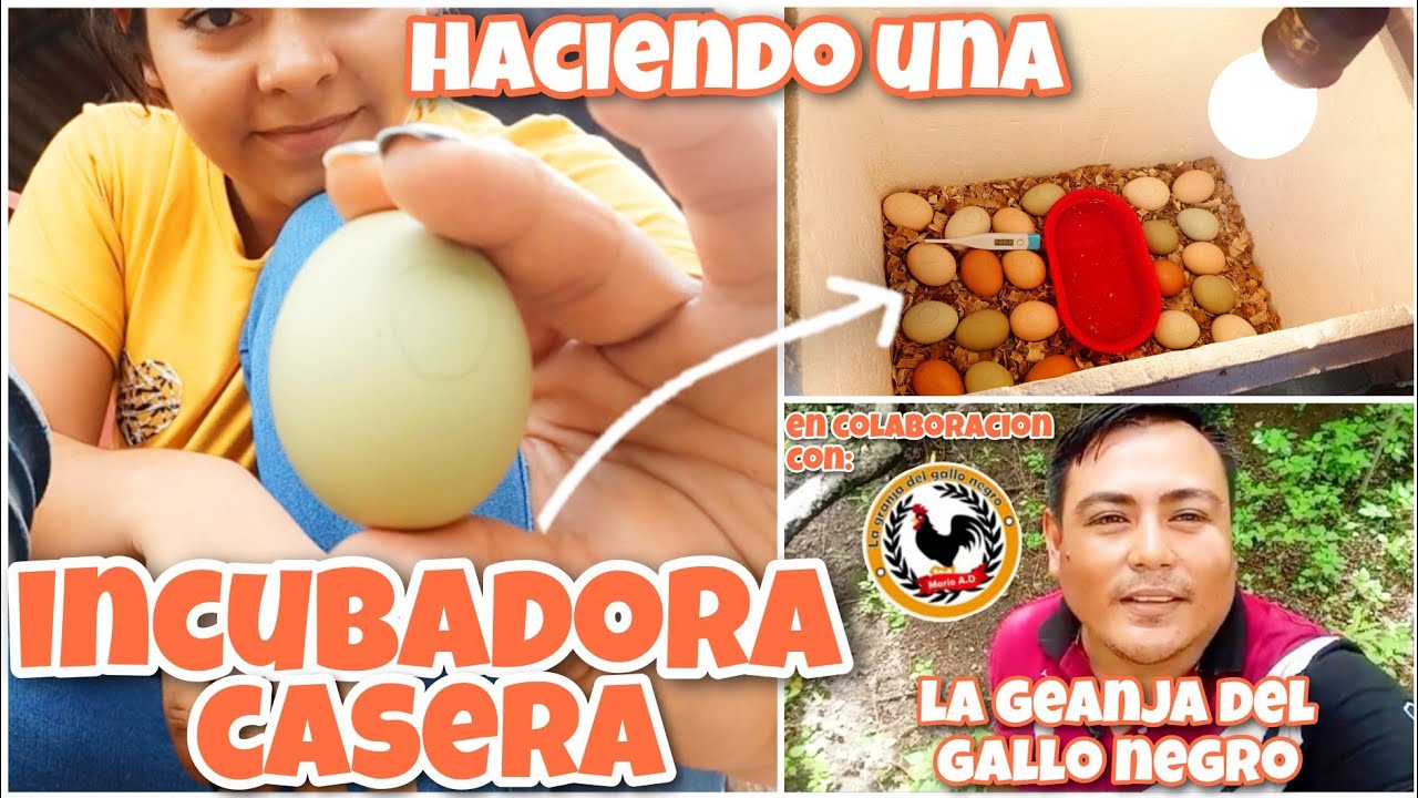 Cómo hacer una INCUBADORA CASERA para HUEVOS FÉRTILES?? 🪺 EFECTIVA 💯 con La Granja del Gallo Negro