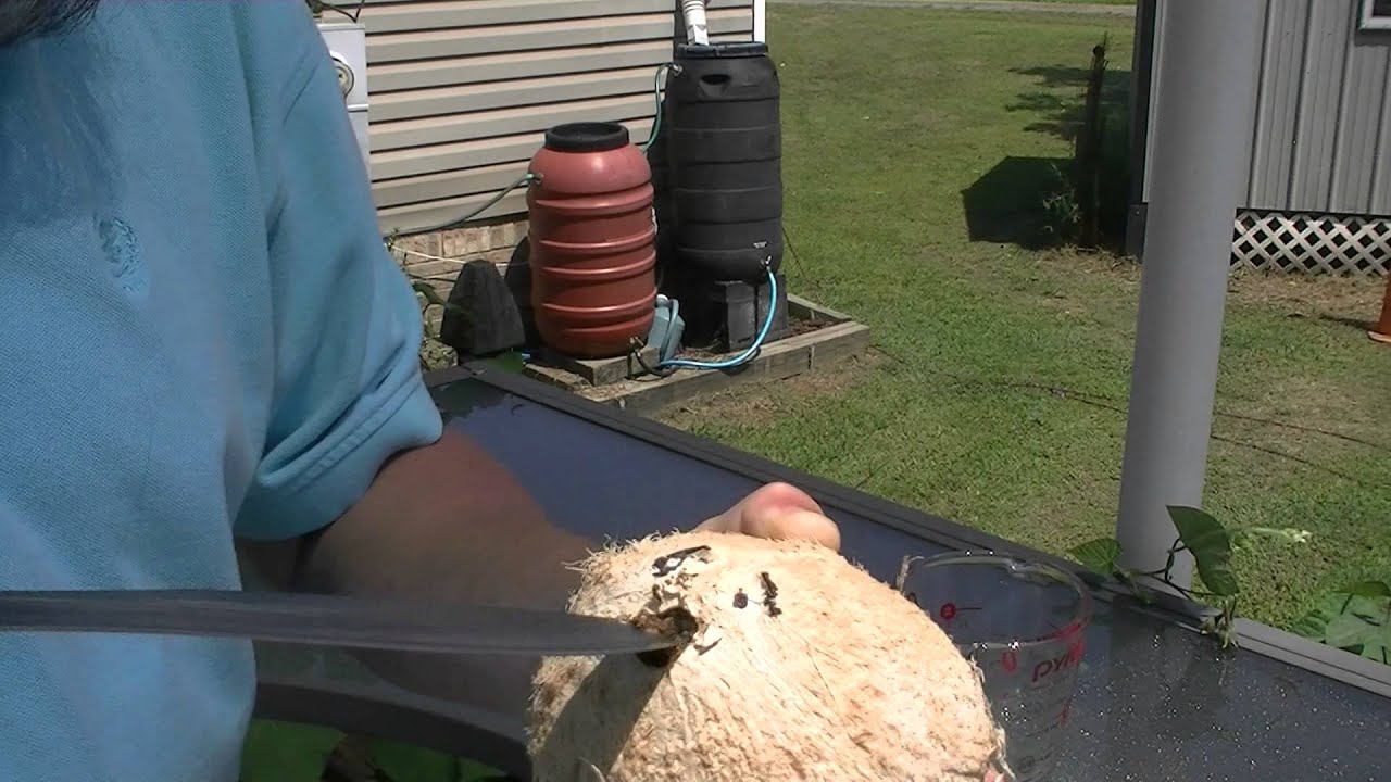 Opening A Coconut with The KABAR Combat Kukri