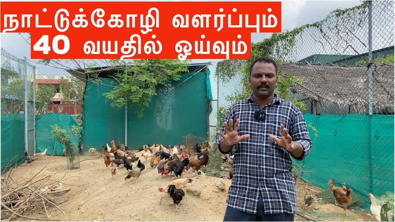Succeed in country chicken rearing | @TFOfarmofficial