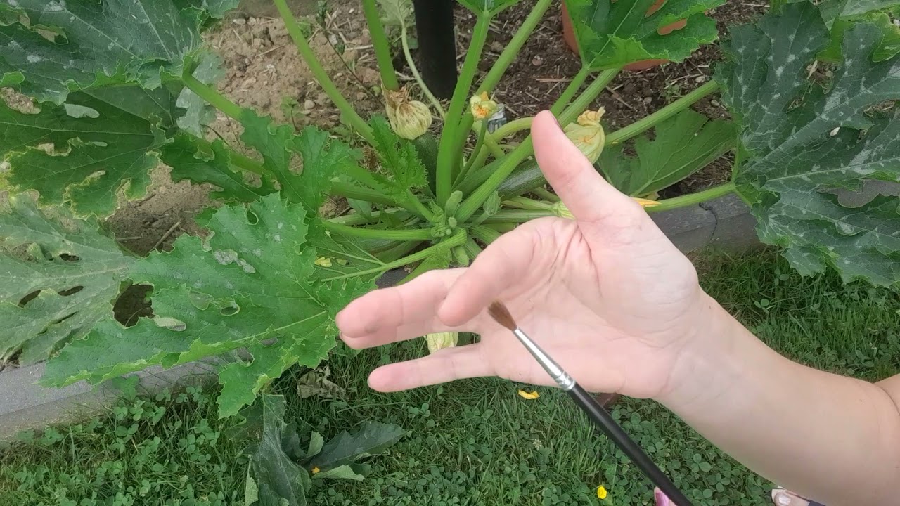 Courgetteplant zelf bestuiven met een penseel