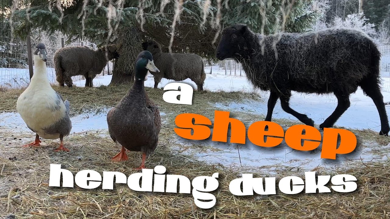 A sheep herding ducks - Ankkoja paimentava lammas 2023