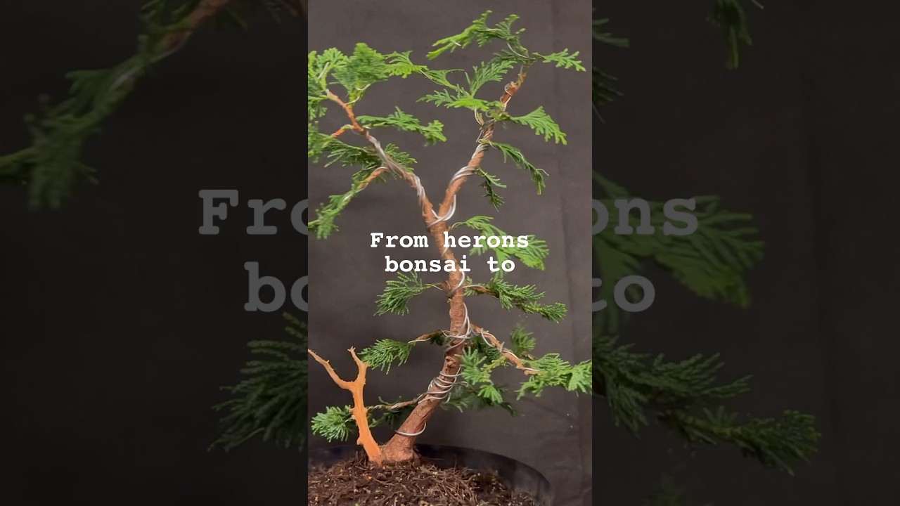 Herons bonsai to a challenge tree #bonsaiuk #bonsaigarden #bonsaijapan #gardendesign #indoorbonsai