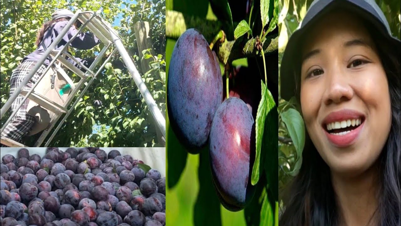HARVESTING PLUMS(BUHAY IN AUSTRALIA)