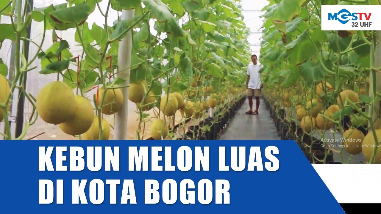 ADA KEBUN MELON LUAS DI TENGAH KOTA BOGOR