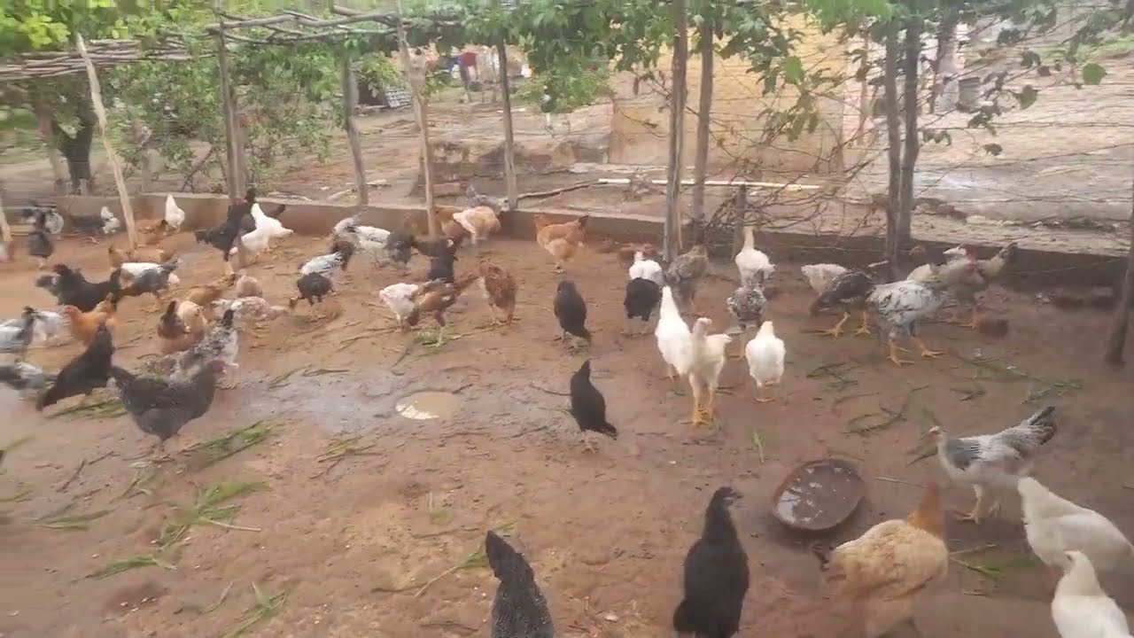 Mostrando nossa criação de galinhas caipira 