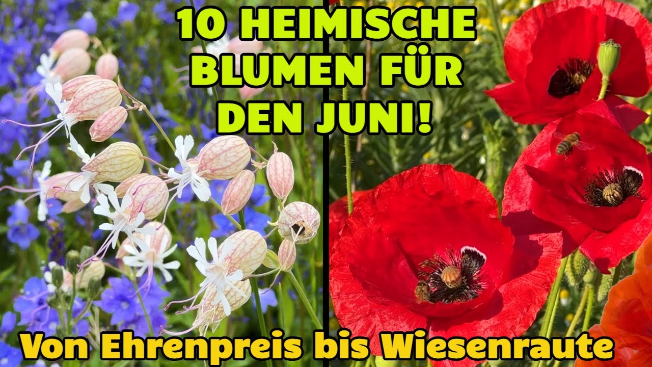 10 heimische Wildblumen für den Juni im Naturgarten: Ehrenpreis, Mädesüß, Natternkopf, Wiesenraute