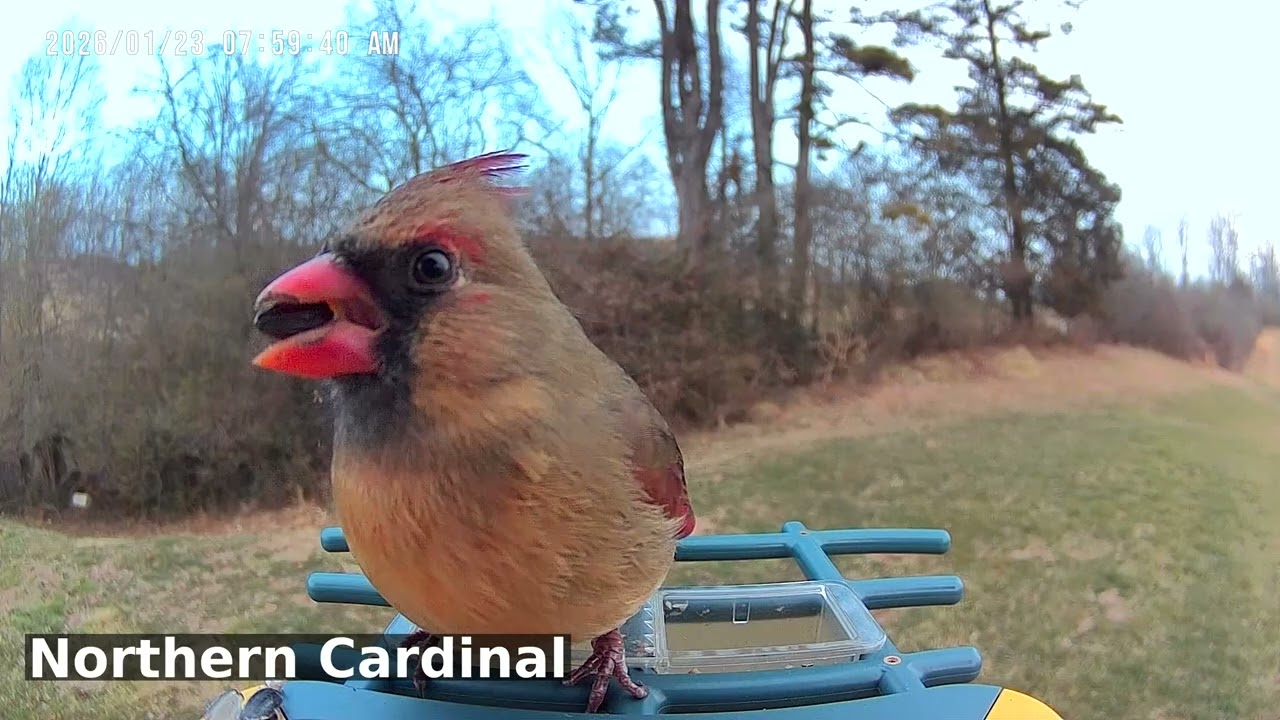 Fashionably Red Finches | Birds of Asheville | 01-24-2026