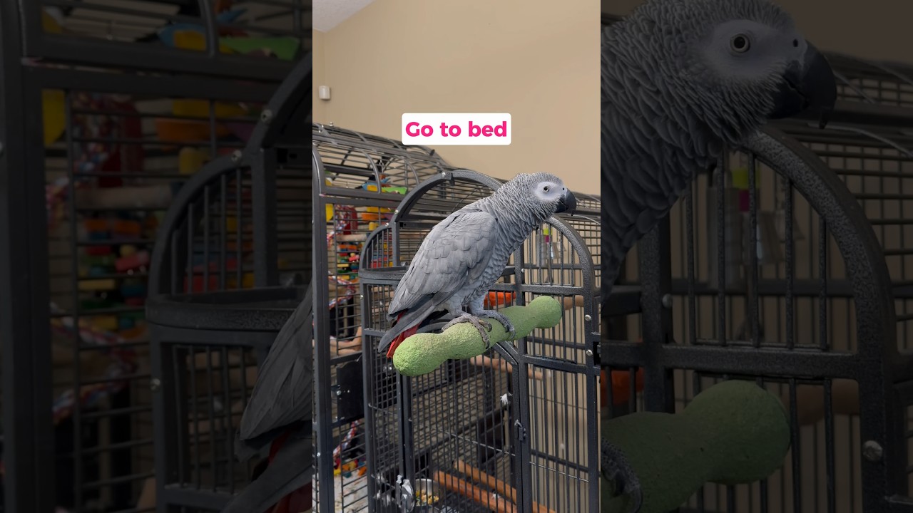 Our parrot talks back like a kid at bedtime 😂 #talkingparrot #africangrey