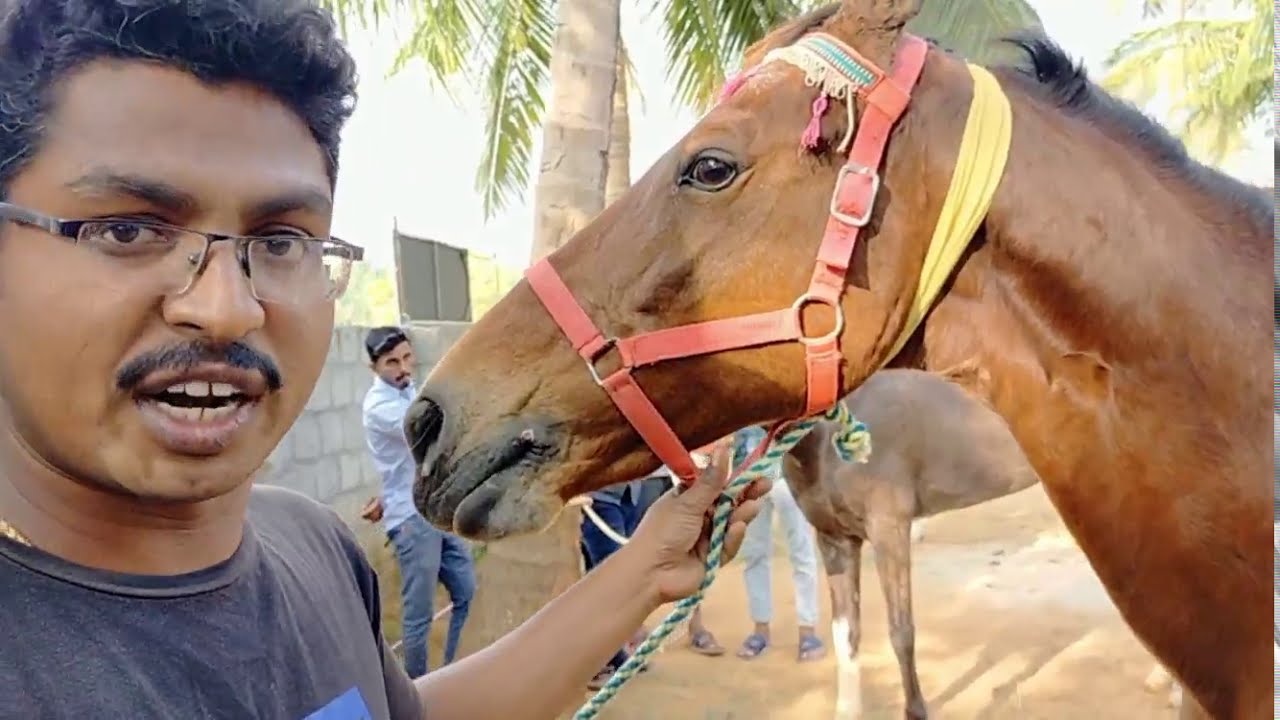 പാലക്കാട് കുതിര ഫാം ,കുതിര സവാരി  horse riding , horse farm Palakkad