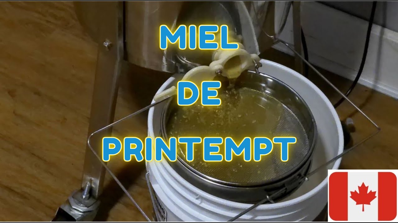 Cette semaine on fait l'extraction du miel de printemps