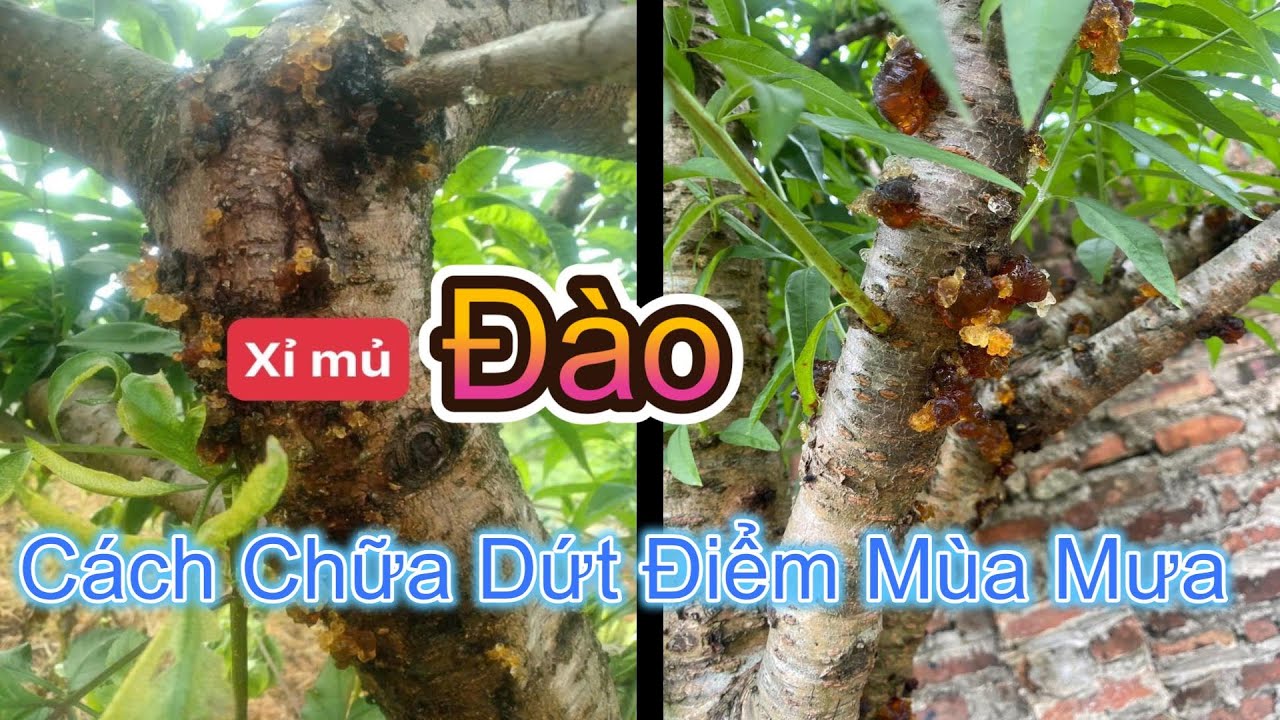 Nguyên Nhân Đào Bị Xỉ Mủ và Cách Chữa