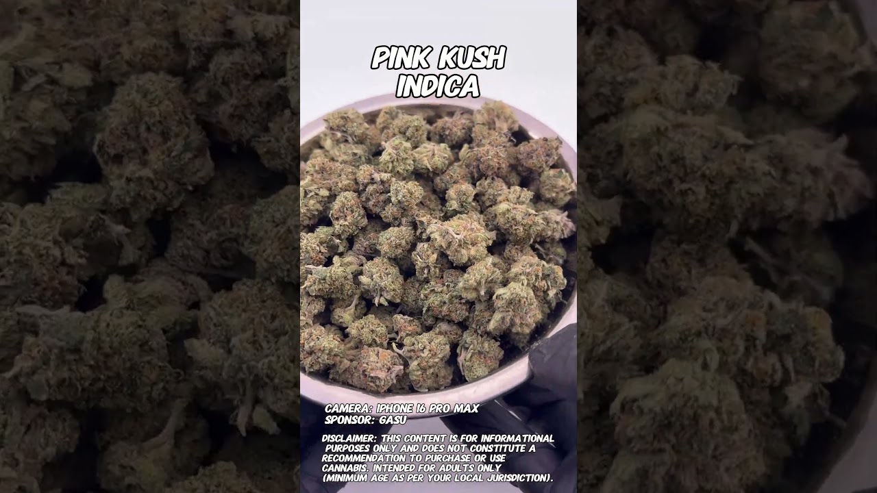 Pink Kush | Gasu Sponsored | Strain Spotlight