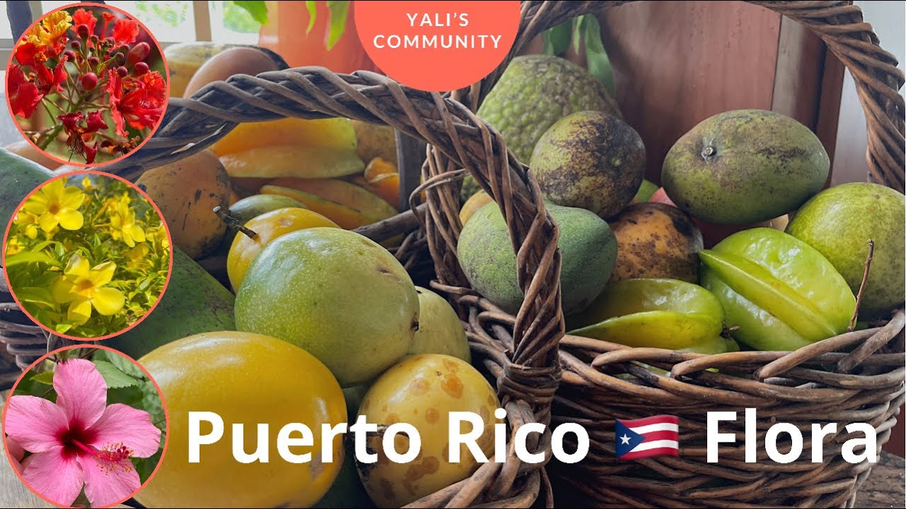 The Amazing Flora of Puerto Rico 🇵🇷 - Exotic Tropical Plants, Fruits & Veggies// Yali’s Community