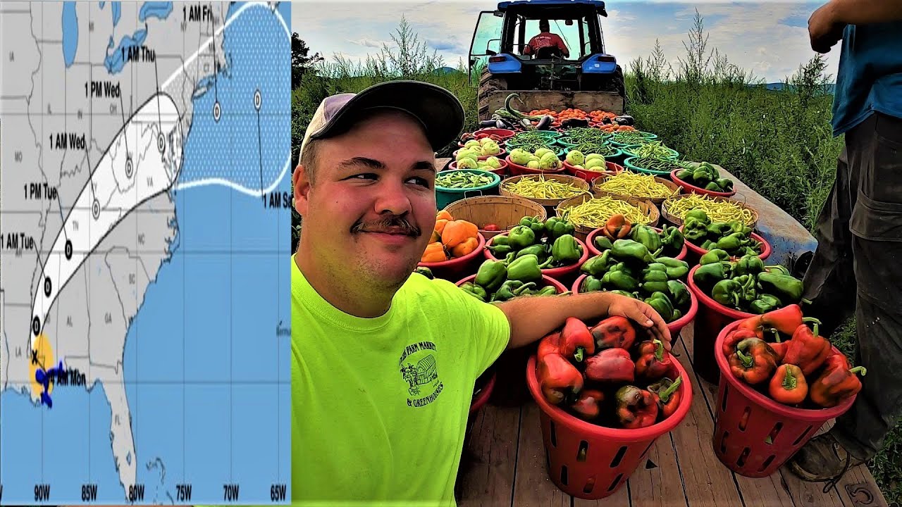 Hurricane Ida is almost here. HUGE HARVEST