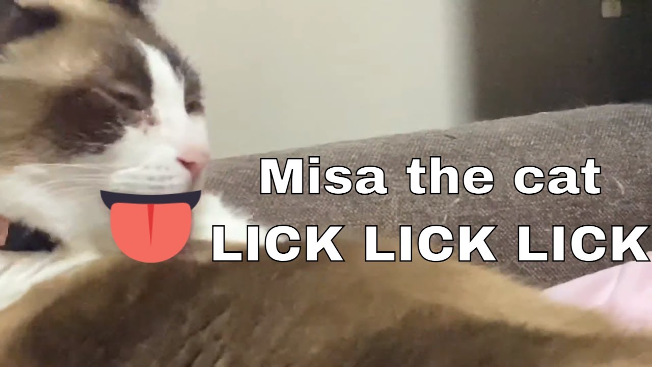 Misa (the cat) Taking a Shower