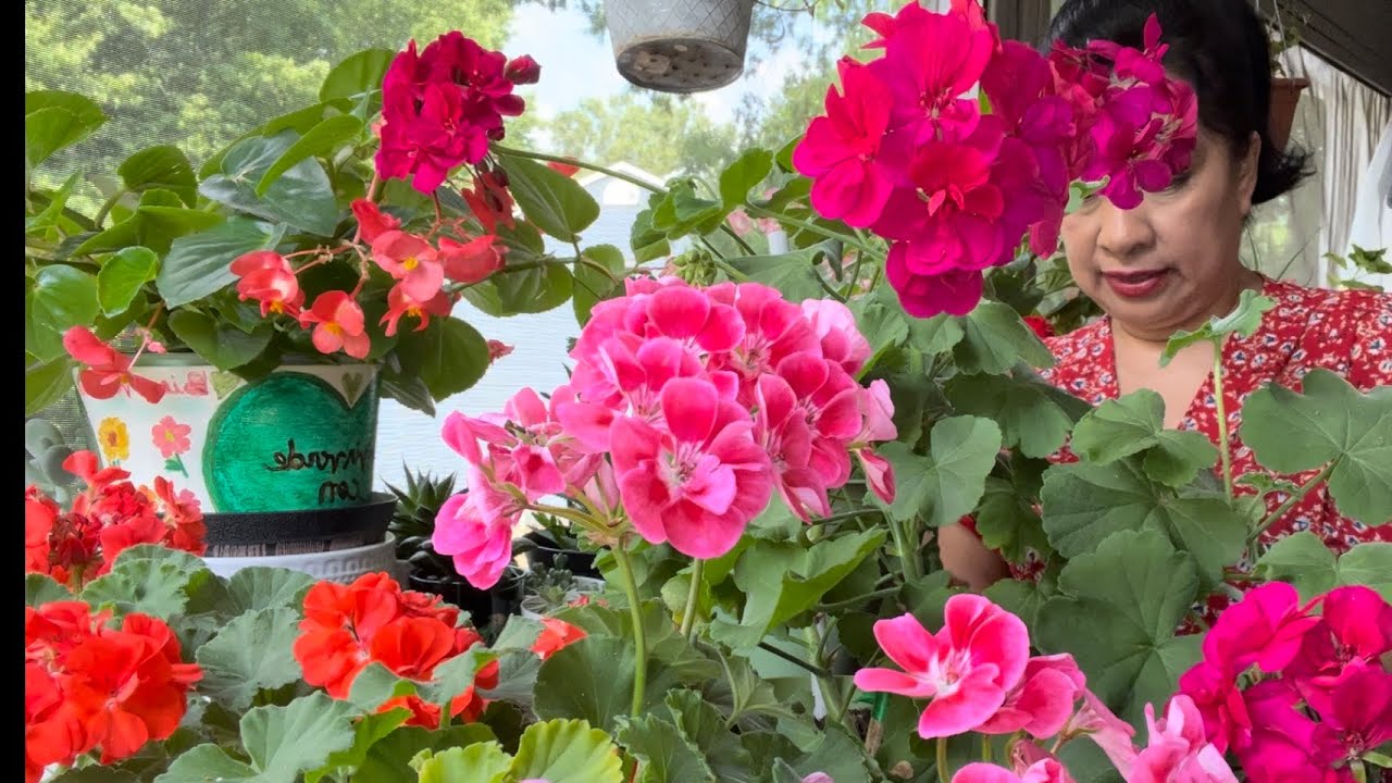 Sustrato y Abono Orgánico para Geranios o Novios ,Como verlos Florecer #geranio #jardin