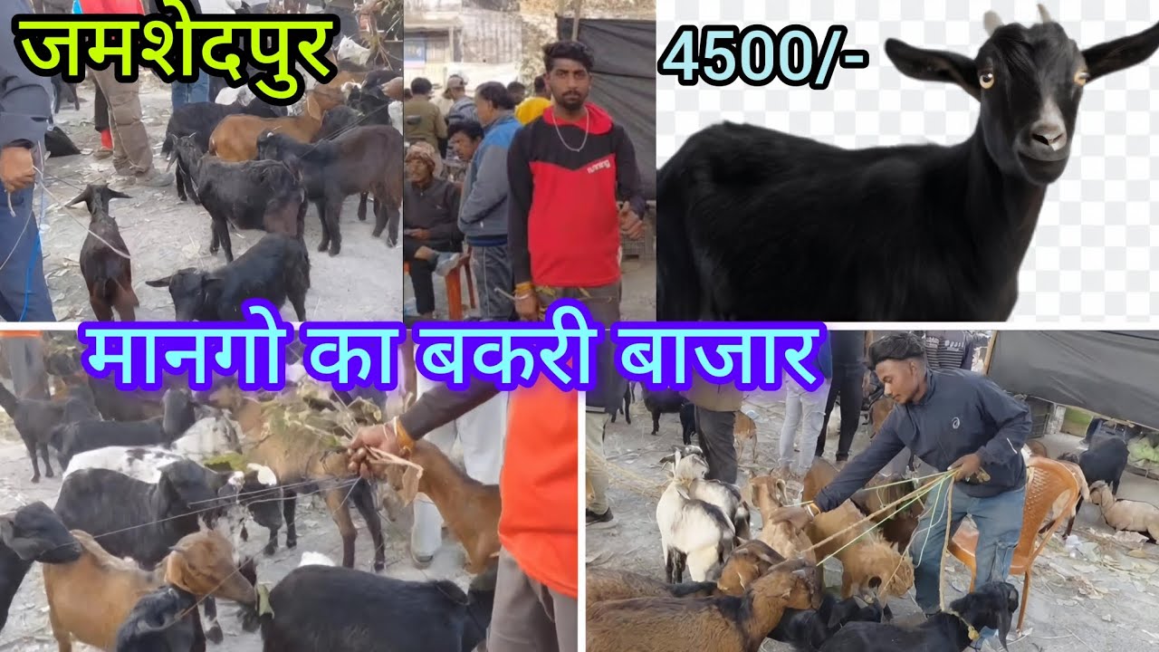 Jamshedpur ka sabse bada Bakri Bazar 🐐 | Mango Jamshedpur Vlog 