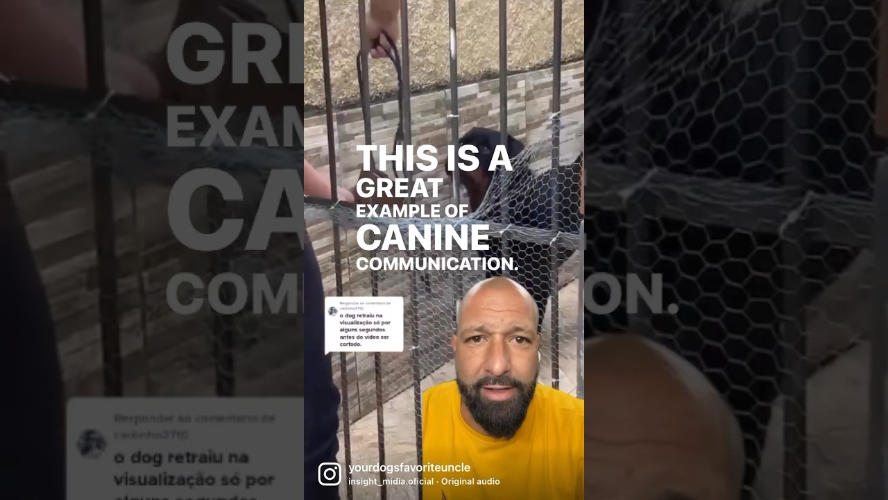 Great example of canine communication.