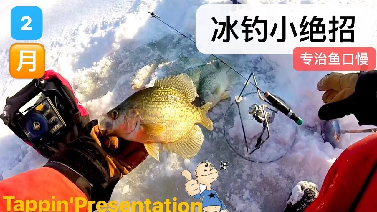 【冰钓小绝招 Rod Tapping】专治鱼口慢，分享一款简单有效的私家招式：&ldquo;拍竿式&ldquo; How to Catch More Fish on a Very SLOW Day on Ice?