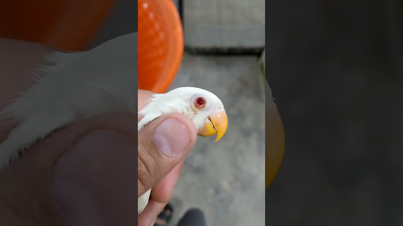 Love bird eyes treatment | Albino red eye , eyes infection and treatment