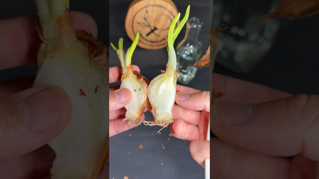 Cebolla Brotada: el Truco que da Muchas m&aacute;s Plantas