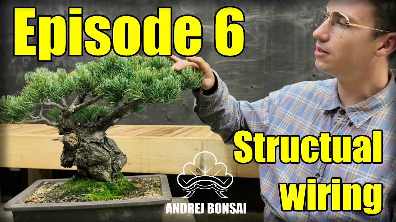 Field grown Japanese white pine bonsai, first wiring
