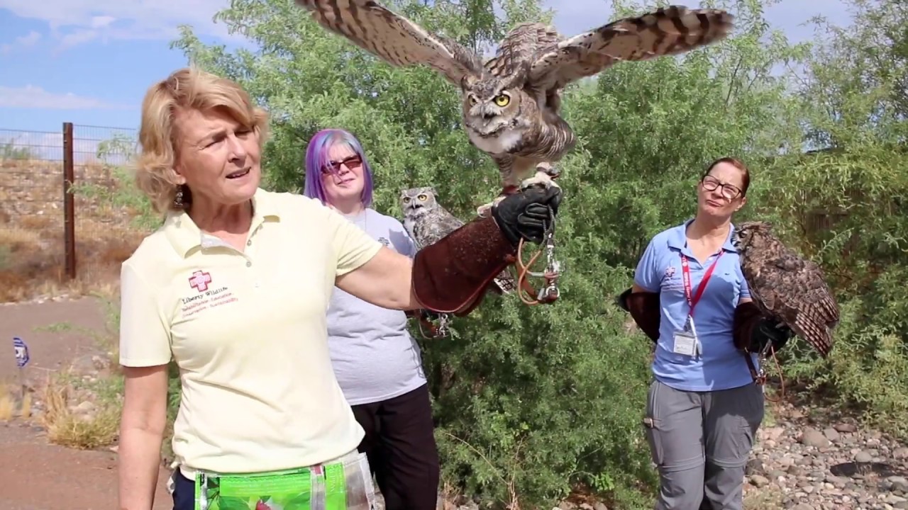 Arizona Great Horned Owl Identification Video